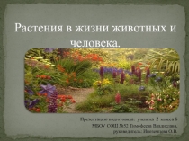 Презентация по окружающему миру 2 класс. (Проект по теме: Растения в жизни животных и человека)