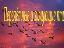 Зимующие и перелетные птицы