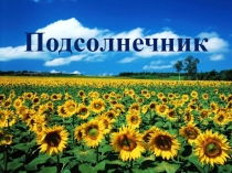 Презентация по биологии на тему Подсолнечник (6 класс)