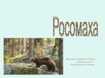 Презентация по биологии Росомаха