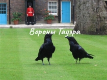 Пирезентация на тему: Вороны Тауря