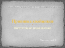 Презентация по лесоразведению на тему Прививка хвойников