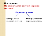 Строение и функции головного мозга