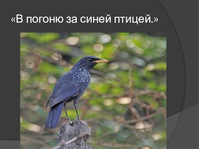 Презентация к внеклассному мероприятию  В погоню за синей птицей