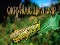 Презентация по окружающему миру на тему: Огонь, вода и газ