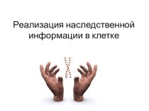Биосинтез белка 10 класс билогия