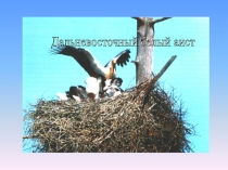 Презентация по биологии Дальневосточный аист