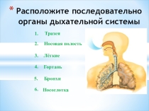 Презентация по биологии на тему Газообмен в легких и тканях человека (8 класс)