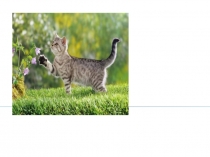 Презентация к проекту  Такие разные кошки