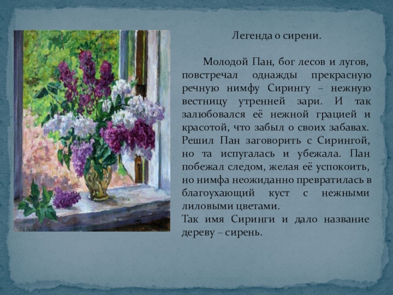 Презентация по русскому языку на тему Описание картины П.П.Кончаловского Сирень в корзине(5 класс) Легенда о сирени. Молодой Пан, бог лесов и лугов, Легенда о сирени. Молодой Пан, бог лесов и лугов, повстречал однажды прекрасную