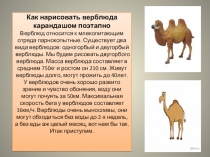 Презентация к уроку рисования в четвёртом классе Рисуем верблюда