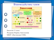 Презентация по биологии 11 класс Взаимодействие генов