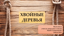Окружающий мир Хвойные деревья