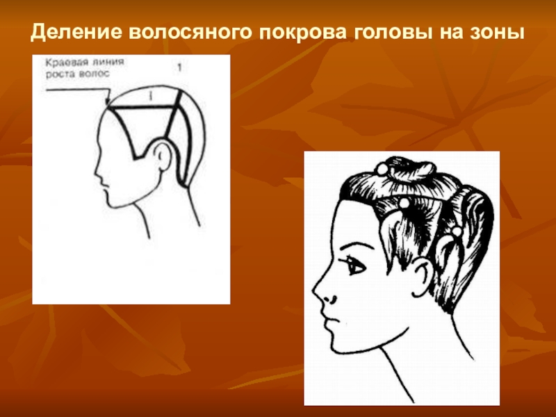 Презентация по дисциплине стрижка и укладка волос на тему Женская стрижка волос Каскад Деление волосяного покрова головы на зоны Деление волосяного покрова головы на зоны