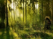 Презентация по окружающему миру на тему  В царстве грибов