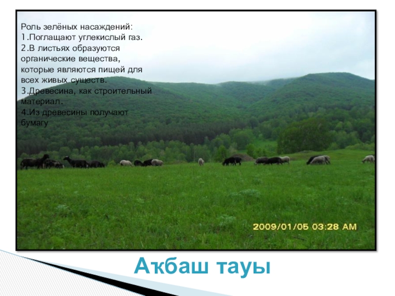 Презентация по теме Земля в настоящем и будущем. Аҡбаш тауыРоль зелёных насаждений:1.Поглащают углекислый газ.2.В листьях образуются органические вещества, которые Аҡбаш тауыРоль зелёных насаждений:1.Поглащают углекислый газ.2.В листьях образуются органические вещества, которые являются пищей для всех живых существ.3.Древесина,