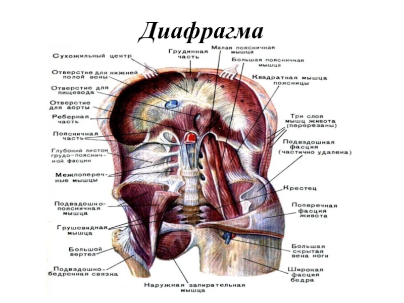 Анатомия и физиология диафрагмы презентация