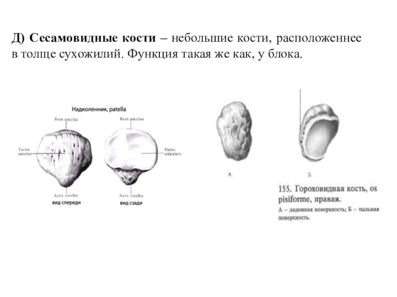 Сесамовидные кости. Губчатые сесамовидные кости. Сесамовидная кость КРС. Гороховидная кость сесамовидная. Сесамовидные кости животных анатомия.