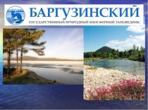 Презентация  Баргузинский заповедник