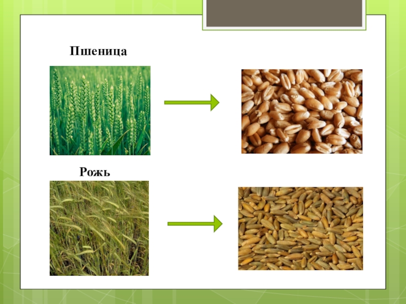 Картинки рожь и пшеница окружающий мир