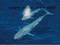 Презентация по английскому языку Самые большие животные в мире.