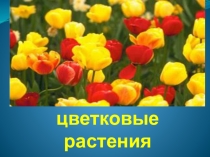 Презентация по окружающему миру на тему Необычные цветковые растения