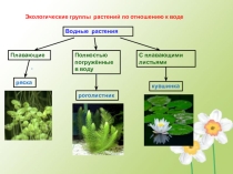 Презентация по экологии  Экологические группы растений по отношению к воде