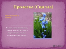 Весенние цветы - Пролески