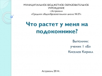 Презентация по Окружающему миру по теме Что растет у меня на подоконнике