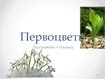 Первые цветы весною .