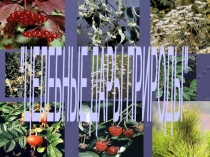 Презентация к заседанию экологического кружка