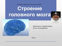 Презинтация 8 класс Головной мозг