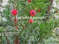Исследовательская работа Тисовая роща