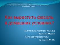 Проект на тему Как вырастить фасоль в домашних условиях