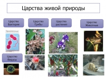 Презентация по биологии на тему Многообразие и значение растений в природе и жизни человека. Общее знакомство с цветковыми растениями.