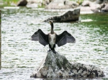 Презентация на конкурс Скопа-символ года