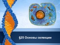 Презентация по биологии на тему Основы селекции