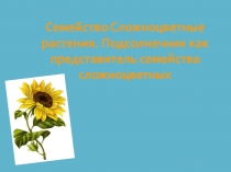 Презентація з біології Семейство Сложноцветные растения. Подсолнечник как представитель семейства сложноцветных