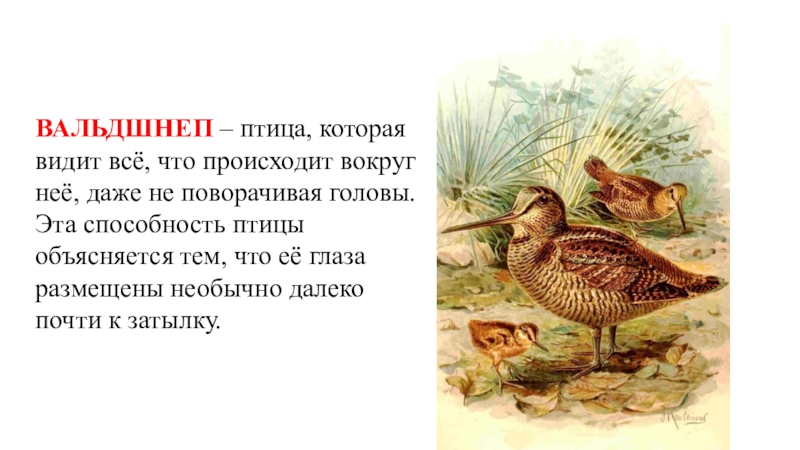 Презентация по математике НОК ВАЛЬДШНЕП – птица, которая видит всё, что происходит вокруг неё, даже ВАЛЬДШНЕП – птица, которая видит всё, что происходит вокруг неё, даже не поворачивая головы. Эта способность птицы
