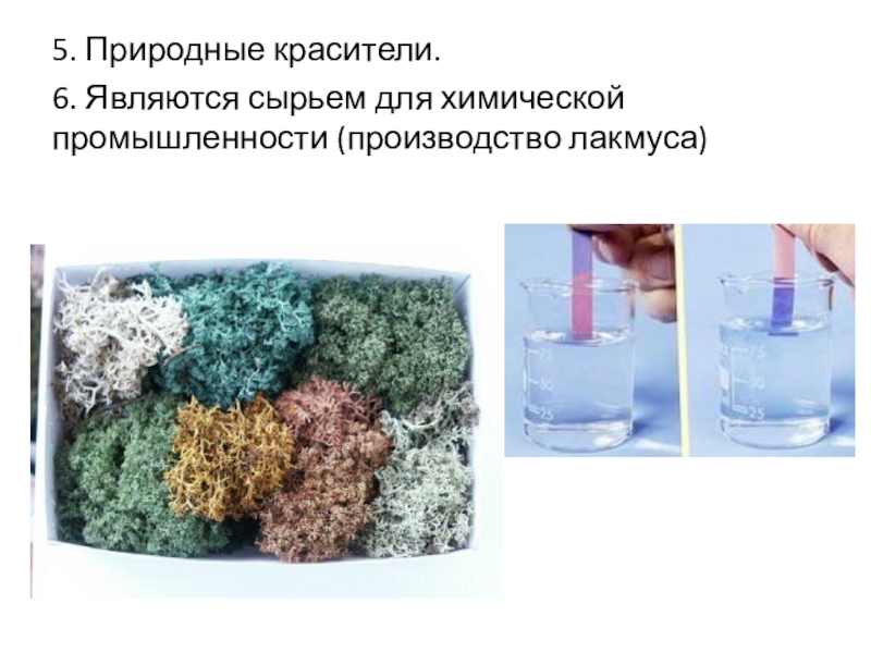 5. Природные красители.6. Являются сырьем для химической промышленности (производство лакмуса)