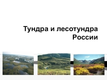 Презентация по географии на тему Тундра ( 8 класс)