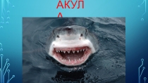 Презентация к уроку окружающего мира Акула