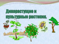 Презентация к уроку окружающий мир Дикорастущие и культурные растения
