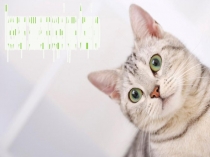 Презентация : Аппликация с детьми средней группы Спящий кот