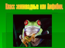 Презентация по экологии  Земноводные млекопитающие