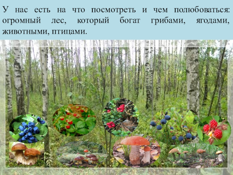 Презентация Моя малая Родина У нас есть на что посмотреть и чем полюбоваться: огромный лес, У нас есть на что посмотреть и чем полюбоваться: огромный лес, который богат грибами, ягодами, животными,