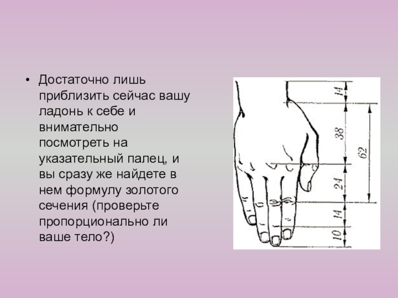 Презентация к внеклассному занятию по математике на тему Золотое сечение Достаточно лишь приблизить сейчас вашу ладонь к себе и внимательно посмотреть Достаточно лишь приблизить сейчас вашу ладонь к себе и внимательно посмотреть на указательный палец, и вы сразу