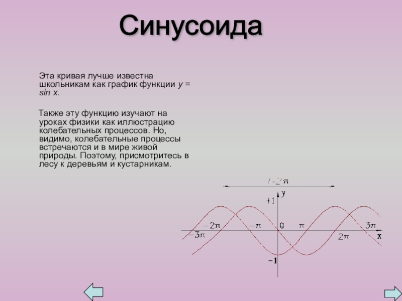 Презентация к внеклассному занятию по математике на тему Золотое сечение Эта кривая лучше известна школьникам как график функции у Эта кривая лучше известна школьникам как график функции у = sin x.