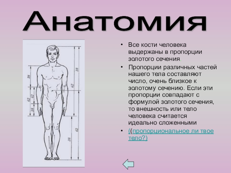 Презентация к внеклассному занятию по математике на тему Золотое сечение Все кости человека выдержаны в пропорции золотого сечения.Пропорции различных частей нашего Все кости человека выдержаны в пропорции золотого сечения.Пропорции различных частей нашего тела составляют число, очень близкое к