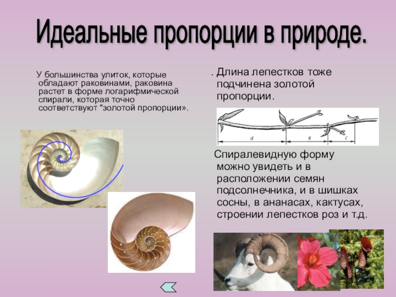 Презентация к внеклассному занятию по математике на тему Золотое сечение У большинства улиток, которые обладают раковинами, раковина растет в У большинства улиток, которые обладают раковинами, раковина растет в форме логарифмической спирали, которая